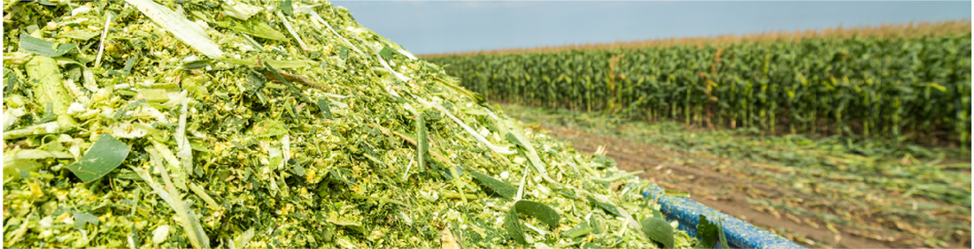 Maize Chop Length and Best Practices for Making Maize