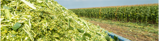 Maize Chop Length and Best Practices for Making Maize