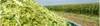Maize Chop Length and Best Practices for Making Maize