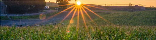 10 points to consider about wholecrop silage