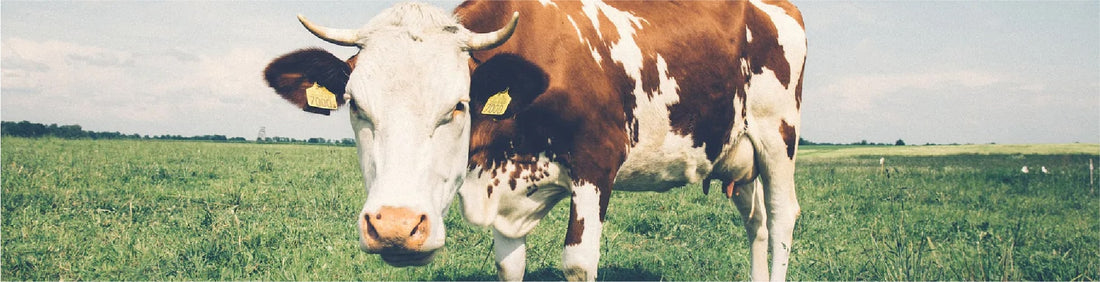 Why ventilation is vital if you want healthy, housed stock over winter