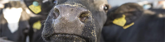 Secure Windbreaks: keep your livestock healthy this winter