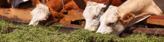 Wet Conditions Are Putting Serious Pressure on Dairy Grazing and Infrastructure