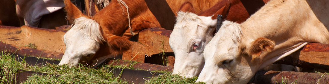 Understanding and Preventing Mycotoxins in Silage