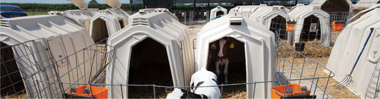 Hands-on efforts to deliver better calf health