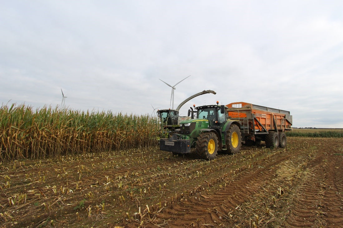 3 Mistakes to Avoid During This Year's Maize Harvest