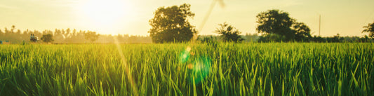 Be mindful of High Nitrates when cutting Grass early