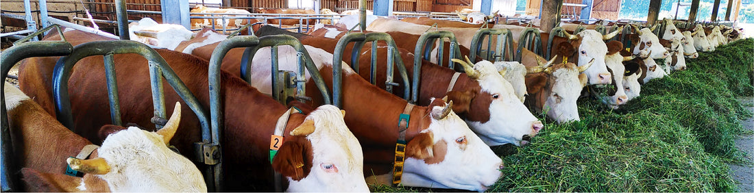 Milk prices in 2022 and their impact in Dairy Farmers