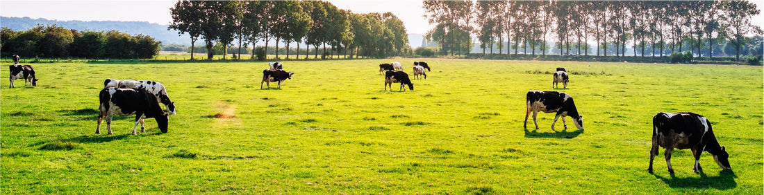 Sustainability in US Dairy Sector
