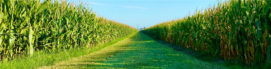 Heatwaves and silage, how to get the best results