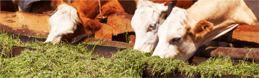 Spoiled silage!