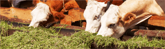 Spoiled silage!