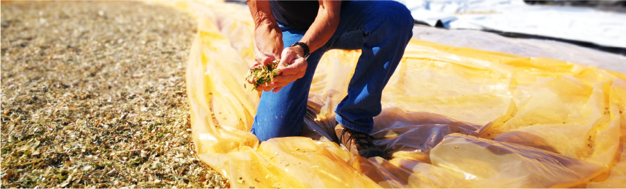 Silage ‘drought proofs’ Bundaberg beef operation