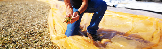 Silage ‘drought proofs’ Bundaberg beef operation
