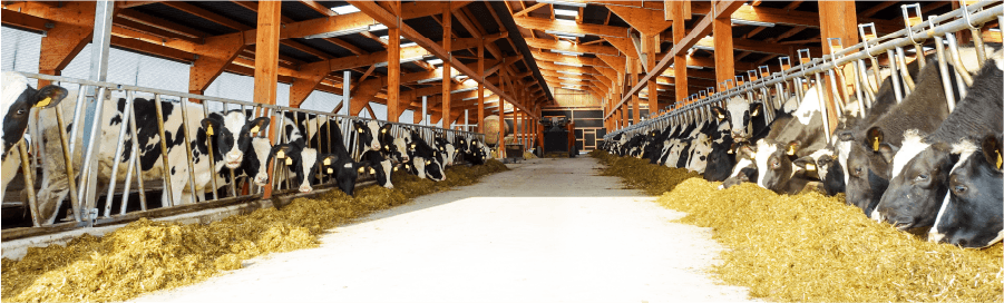 Winter feed self-sufficiency a key focus for Orkney livestock farmer